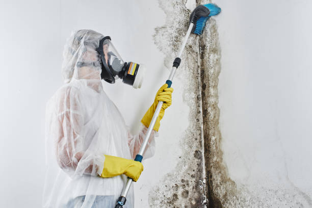 Why You Should Choose Our Mold Remediation Services in Yorklyn, PA